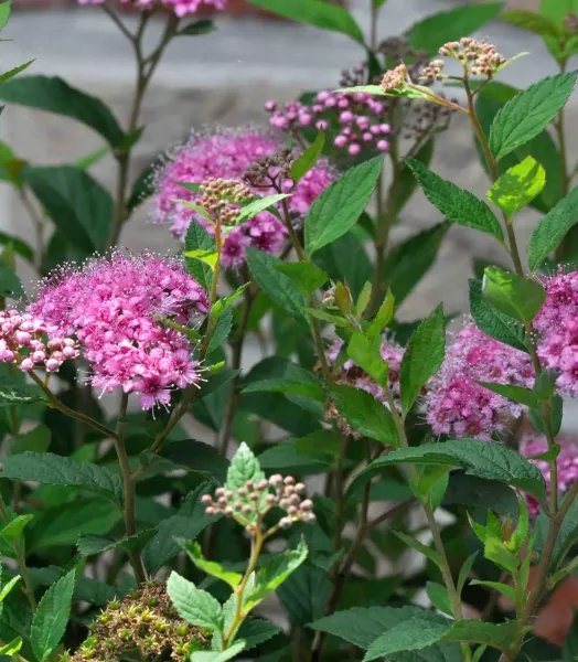 SPIRAEA japonica Shirobana 4L