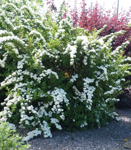 SPIRAEA Nipp. 'Snowmoud' 4L