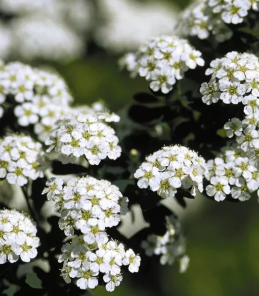 SPIRAEA NIPP. SNOWMOUND 4L