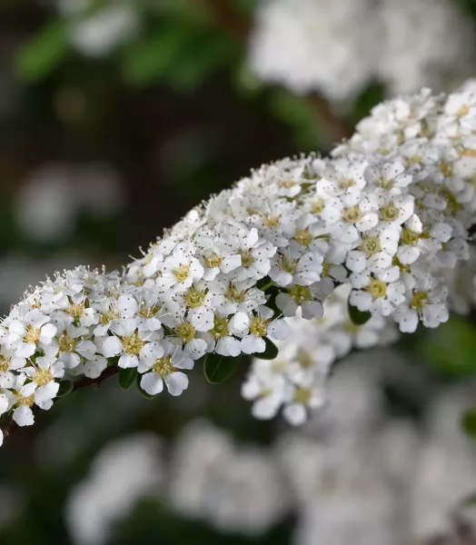 spiraea_arguta.webp