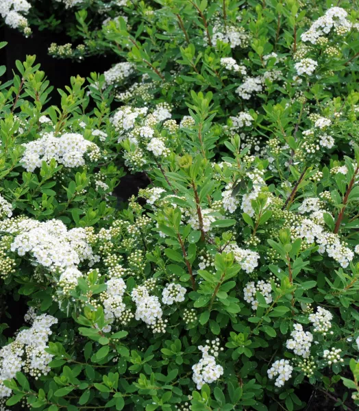 spirea-nipponica-snowmound-1.webp