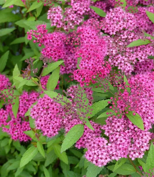 SPIRAEA x bumalda Anthony waterer 4L