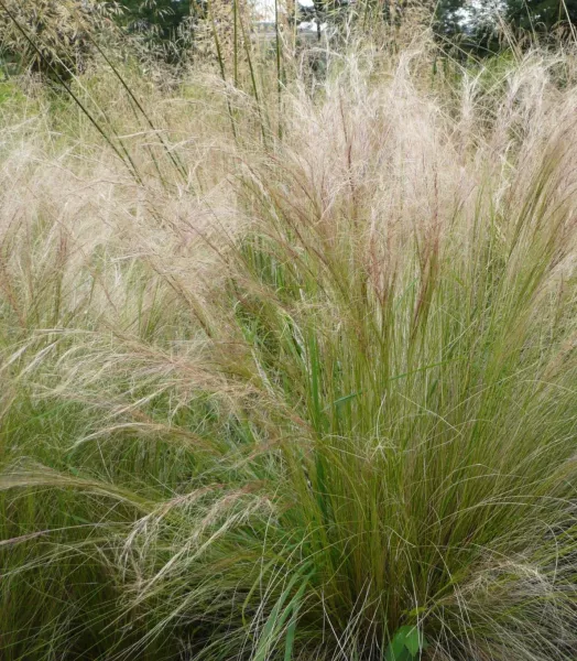 STIPA tenuissima Ponytails 3L