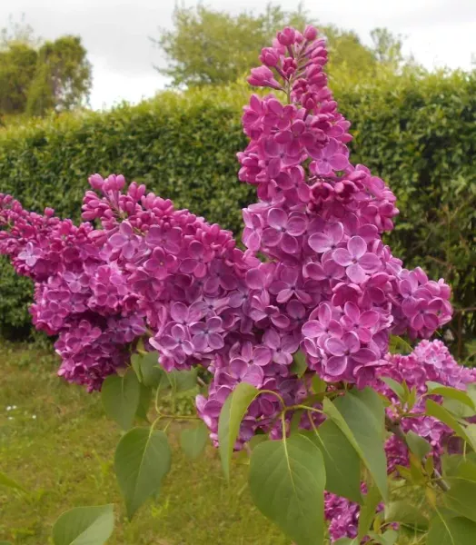 syringa-vulgaris-znamya-lenina-100875-1.webp