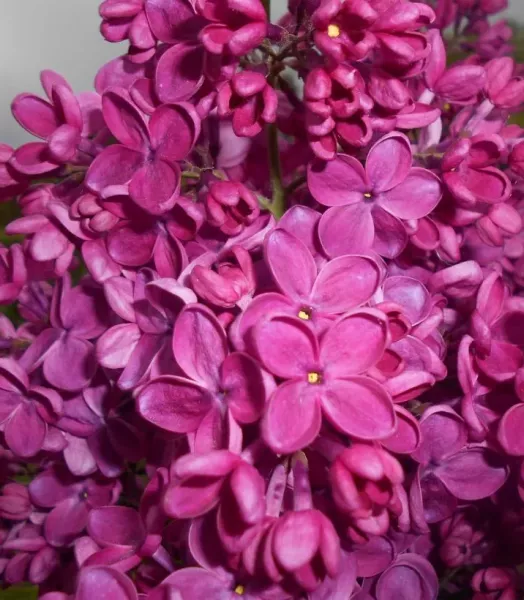 syringa-vulgaris-znamya-lenina-100875-2.webp