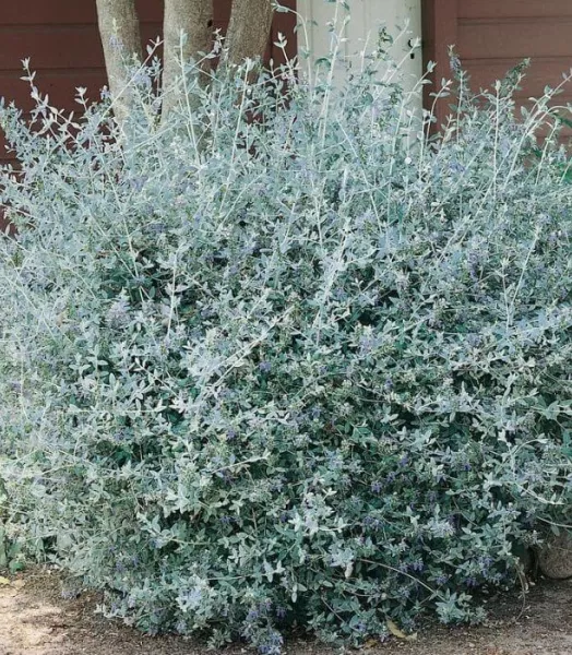 teucrium-fruticans.webp