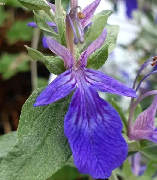 teucrium-indyho-copyright-20908-1.webp