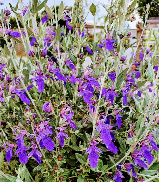 teucrium-indyho-copyright-20908-2.webp