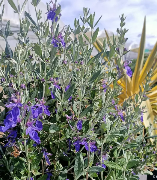 teucrium-indyho-copyright-20908-4.webp