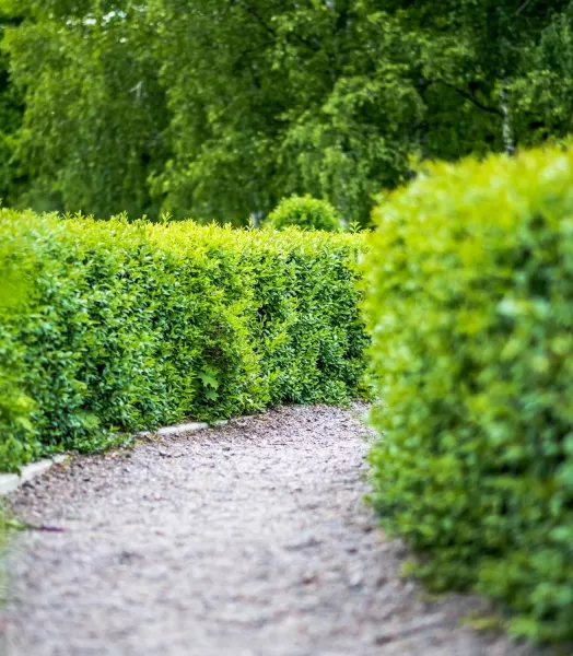 troene-de-californie-ligustrum-ovalifolium.webp