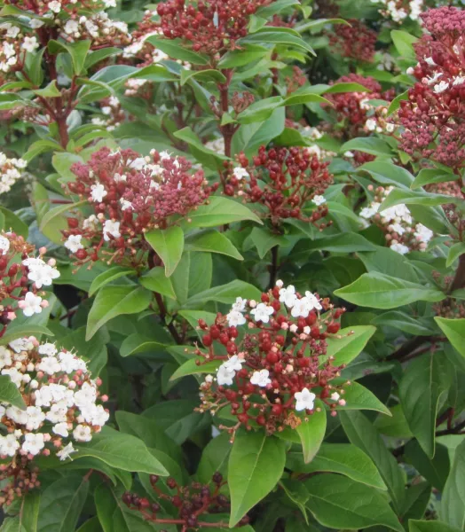 VIBURNUM TINUS LISAROSE 4L