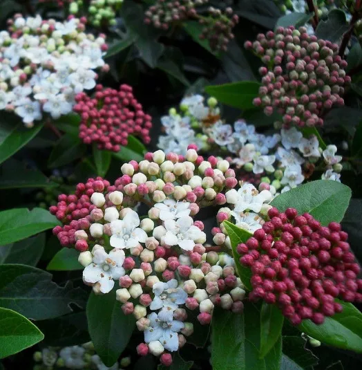 viburnum-tinus-quimper-laurier-tin-bicolore.webp