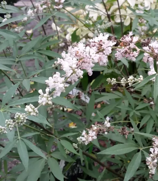 VITEX agnus-castus Alba 4L