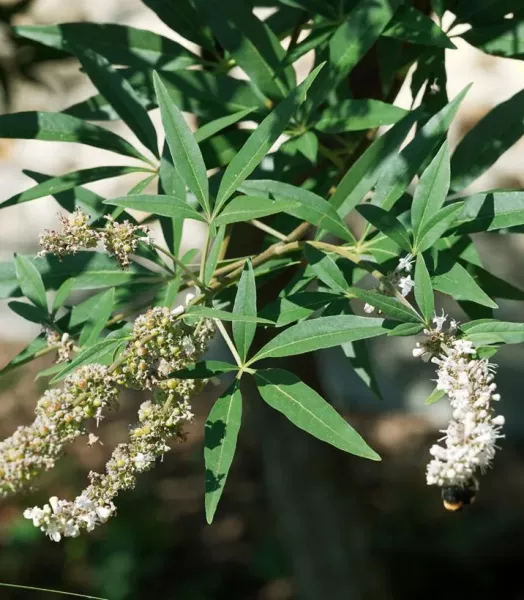 vitex-agnus-castus-albus-gattilier-blanc-copyright-a-7818561-1.webp