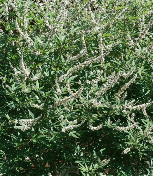 vitex-agnus-castus-albus-gattilier-blanc-copyright-a-7818561-2.webp