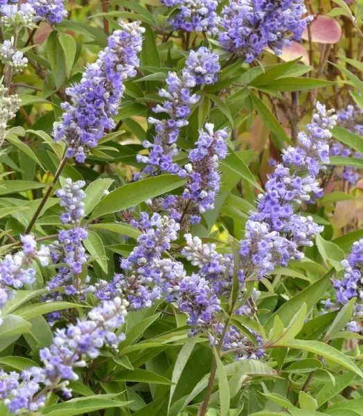 VITEX agnus Latifolia 4L