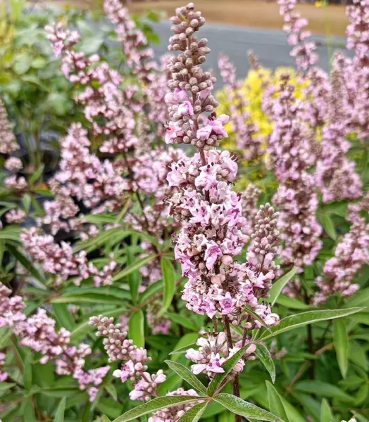 VITEX agnus-castus rose 4L