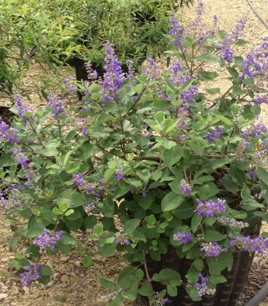 vitex-chicagoland-blues-gattilier-hybride-v-17953-1.webp