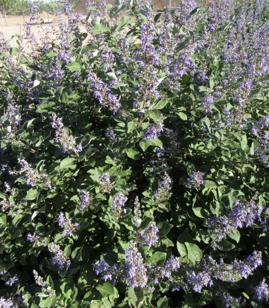 vitex-chicagoland-blues-gattilier-hybride-v-17953-2.webp