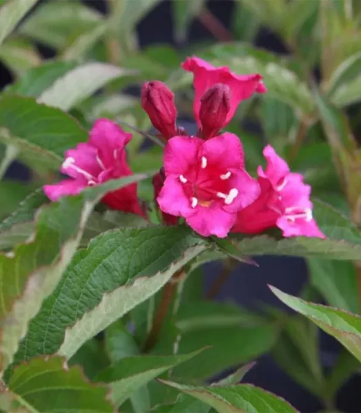 weigela-bristol-ruby-82812-1.webp