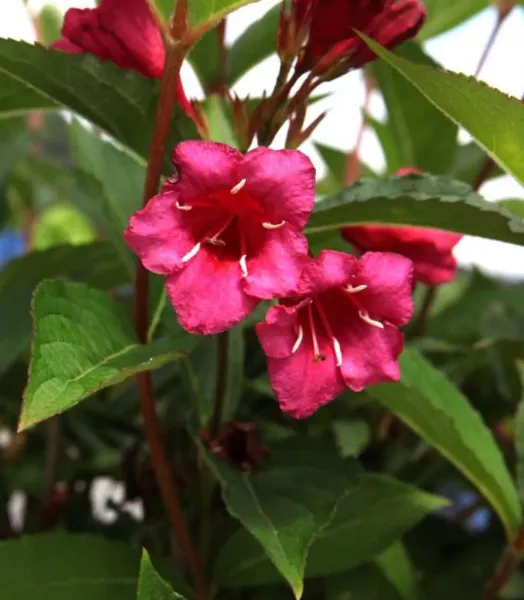 WEIGELA florida Red prince 4L