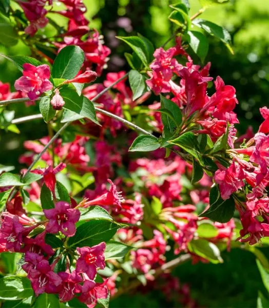 weigelia-bristol-ruby_0.webp